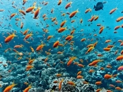 C:\Users\Wind7\Downloads\Fish-and-coral-reef-small-300x200.jpg